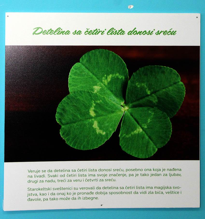  MARIJA JE PRONAŠLA VIŠE OD 400 DJETELINA SA 4 LISTA 