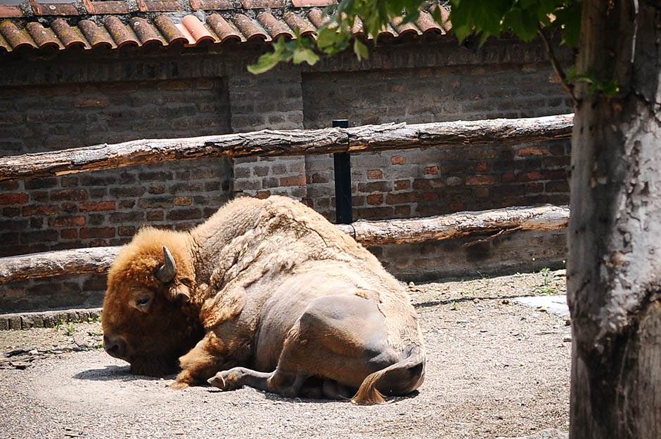  Bizarna scena u zoološkom vrtu: Tražio izgubljenu cipelu pa završio zarobljen u kavezu sa bizonima 