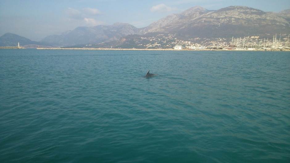  spasili mladunce delfina vijeko baric  