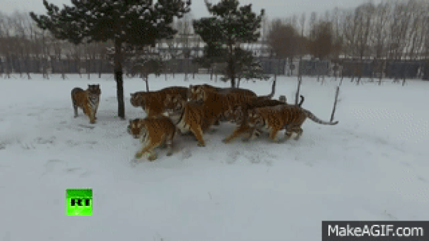  Čopor sibirskih tigrova u akciji! (VIDEO) 