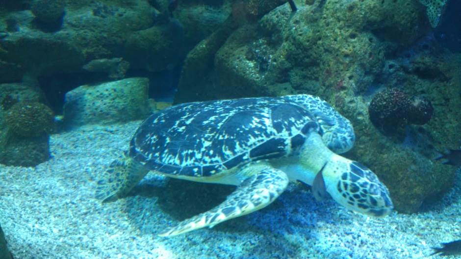  UŽAS: Ronilac ubio morsku kornjaču? (FOTO) 