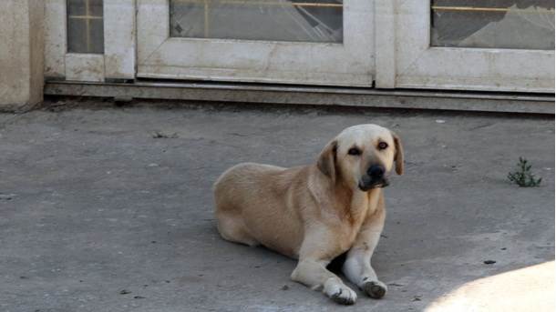  Monstrumi obesili psa o drvo kod Vršca!? 