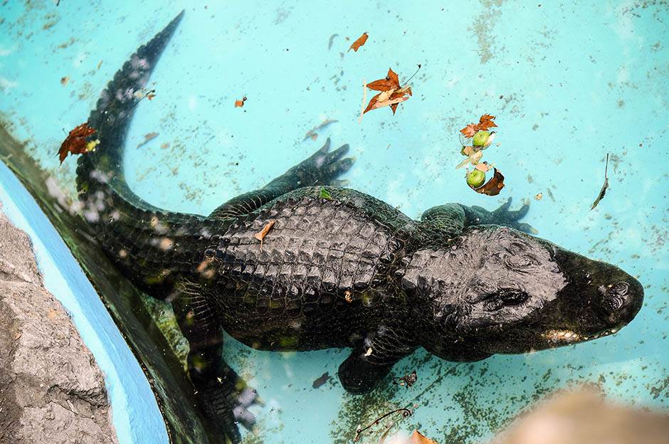  Okrutnost prema životinjama: Pronađen aligator pogođen sa dve strele VIDEO 