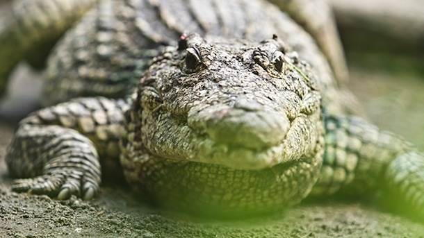  U Australiji nikad više krokodila 