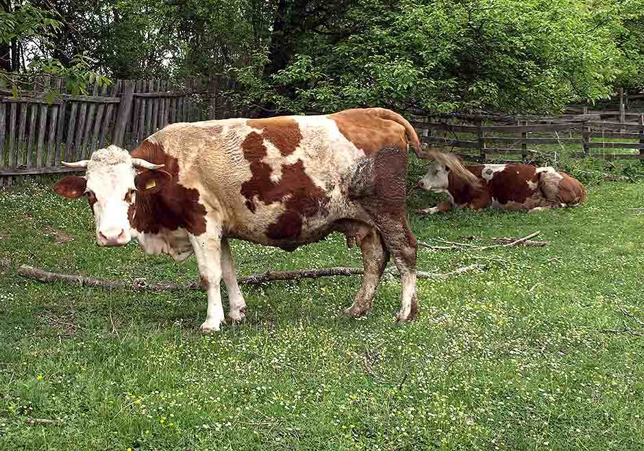  Grom ubio devet krava u selu Proslap   