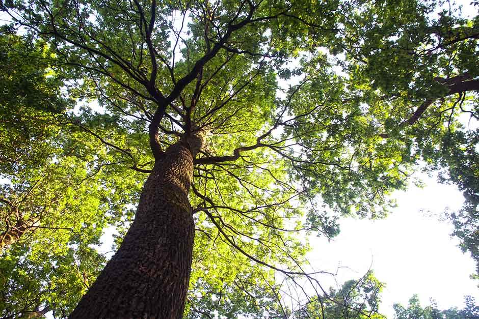  Kolašinac oštetio Upravu za šume za 225.000 eura? 
