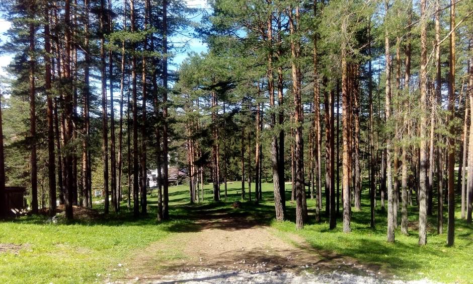  Šumar u Pljevljima ojadio firmu za preko 13,600 eura! 