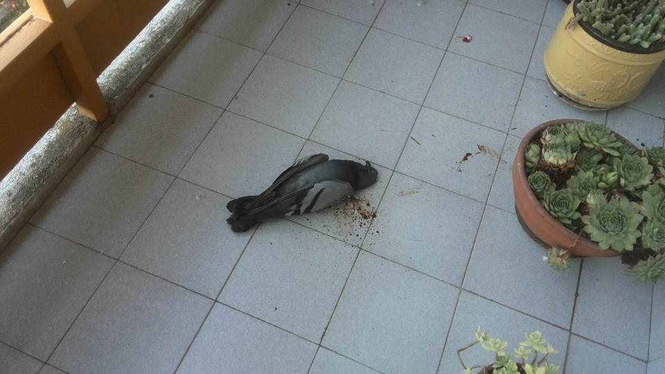 Na desetine mrtvih ptica širom Podgorice 