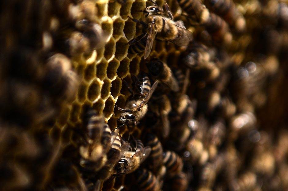  IZAZOV: Golim du*etom na pčelinjak! (VIDEO) 