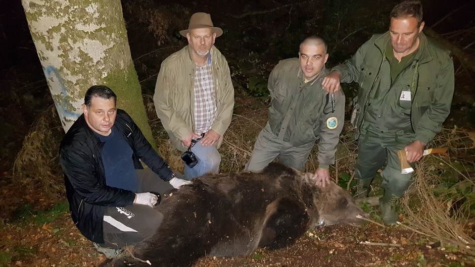  Obilježen jedan od najvećih medvjeda na Balkanu 