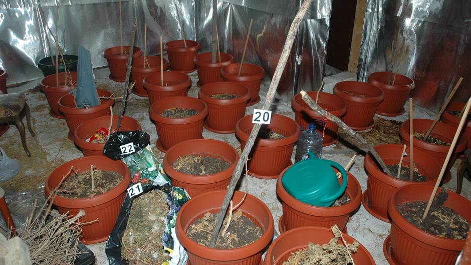 Otkrivena laboratorija marihuane na Cetinju FOTO 