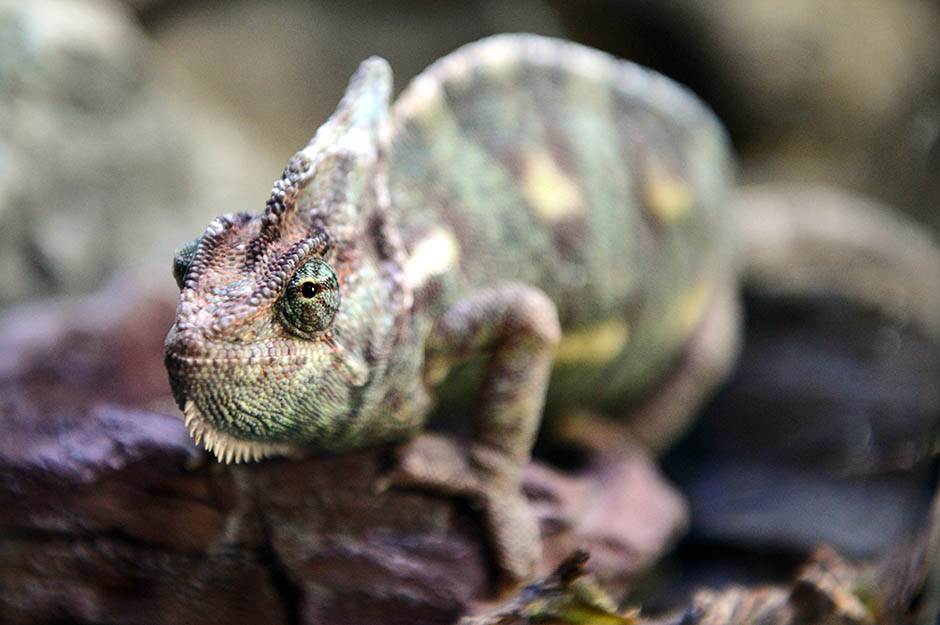  TOLIKO JE HLADNO: Iguane sleđene padaju s drveća 