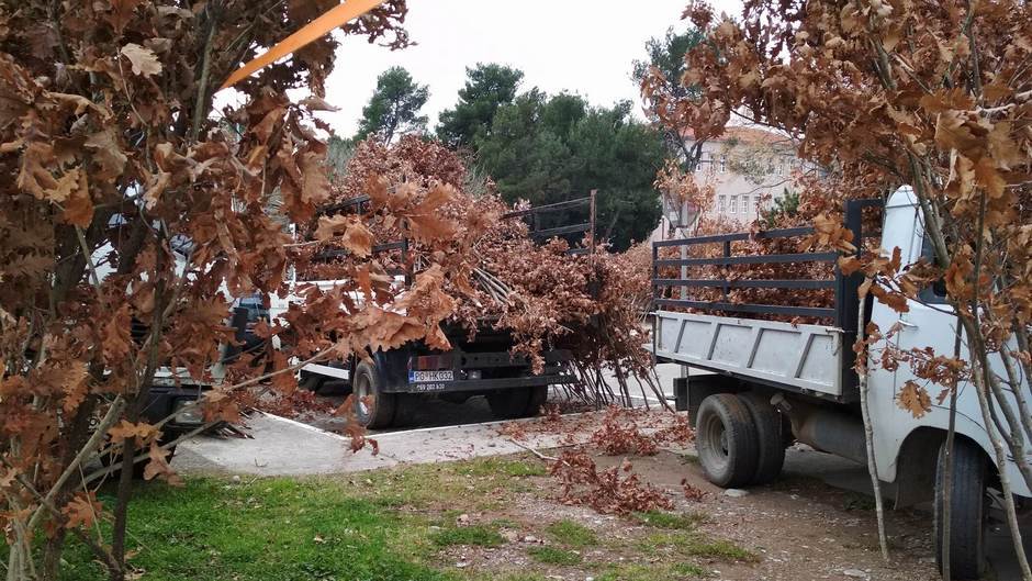  Počela prodaja badnjaka (FOTO, VIDEO) 