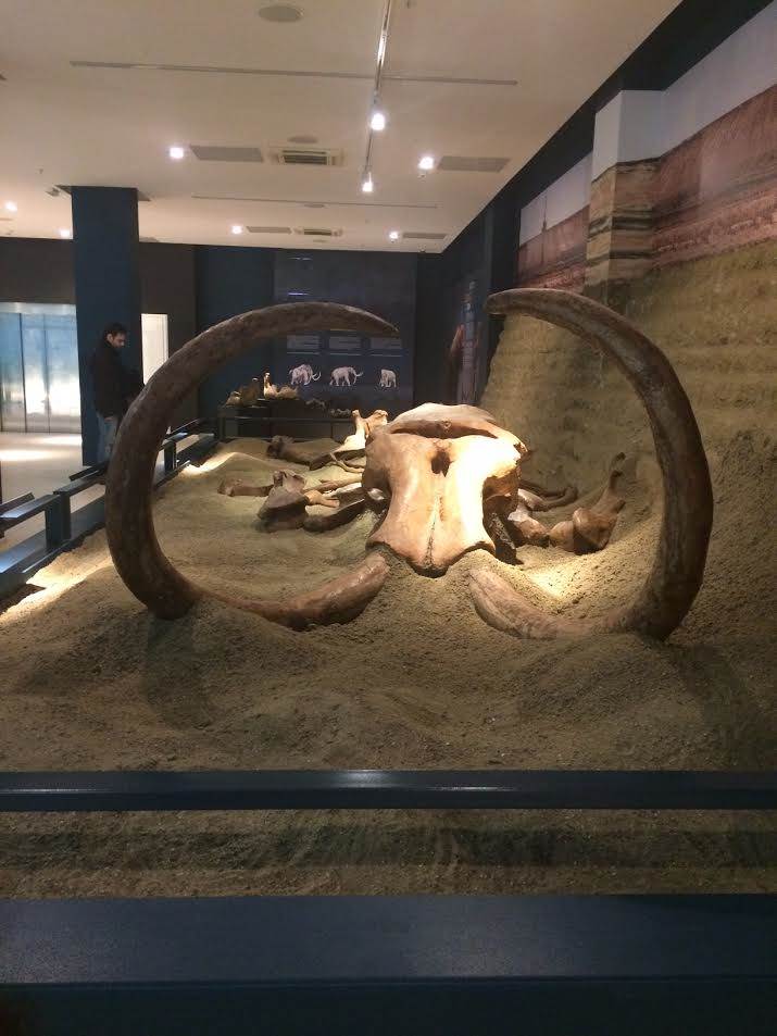  Ukradena kljova mamuta teška 45 kilograma! 