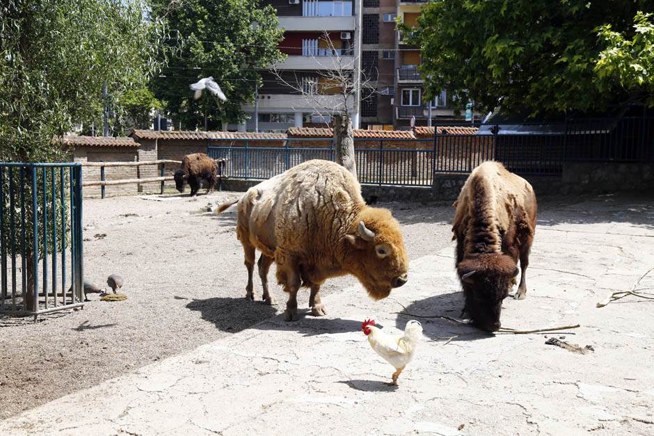 Sarajevo-Iz-beogradskog-ZOO-vrta-stigao-ugrozeni-bizon 