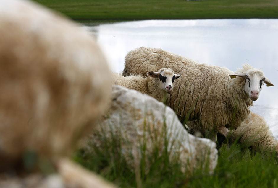  Pit bulovi rastrgli ovce u Baru 