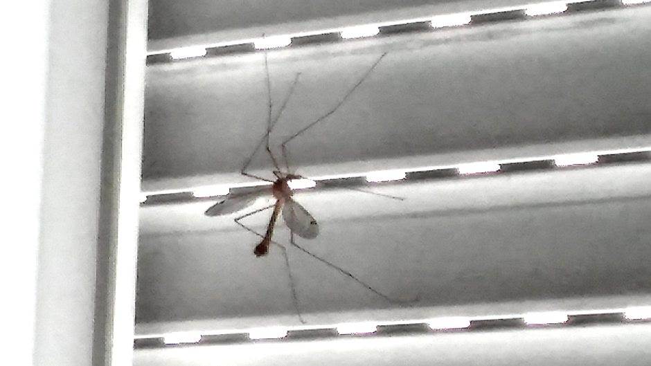  INVAZIJA komaraca na Luštici! 