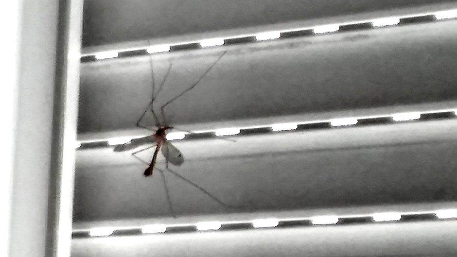  Ovo najvise privlaci komarce 