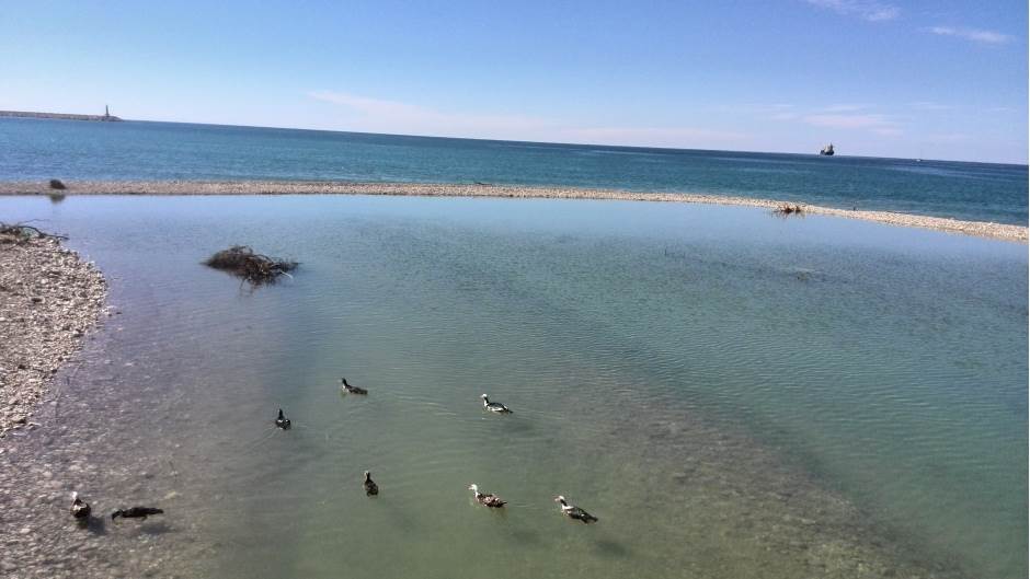  Montenegro ZOO: Guske na pjenu od mora (FOTO) 