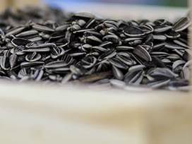 Top 7 sjemenki za vaše zdravlje Top 7 sjemenki za vaše zdravlje