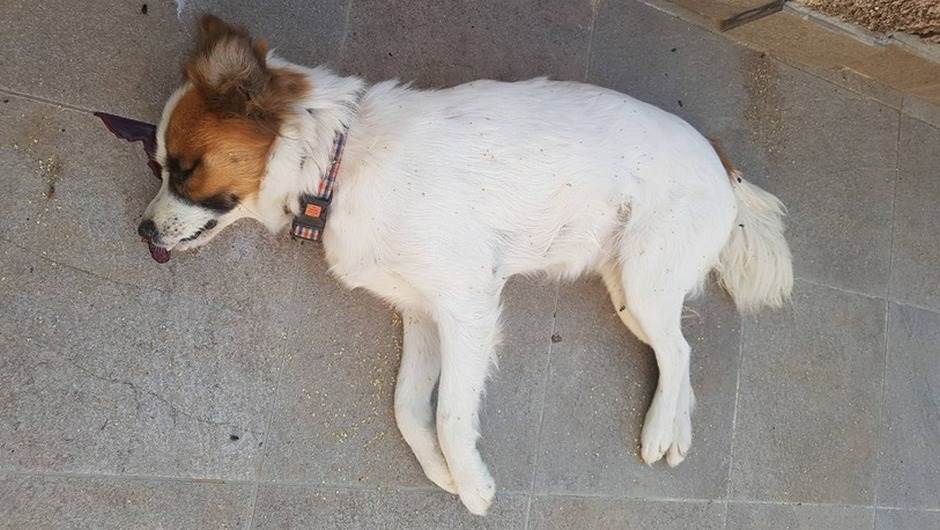  Trovanje psa u donjoj gorici ubijen pas video otrov bačen u dvorište kuće otrov za pse 