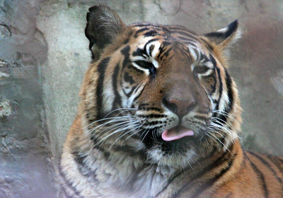  Tigar u njujorškom Zoo vrtu POZITIVAN na korona virus! 