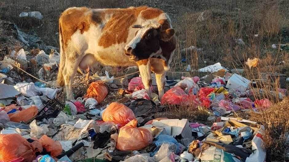  Krava se hrani sa smeća u Podgorici 
