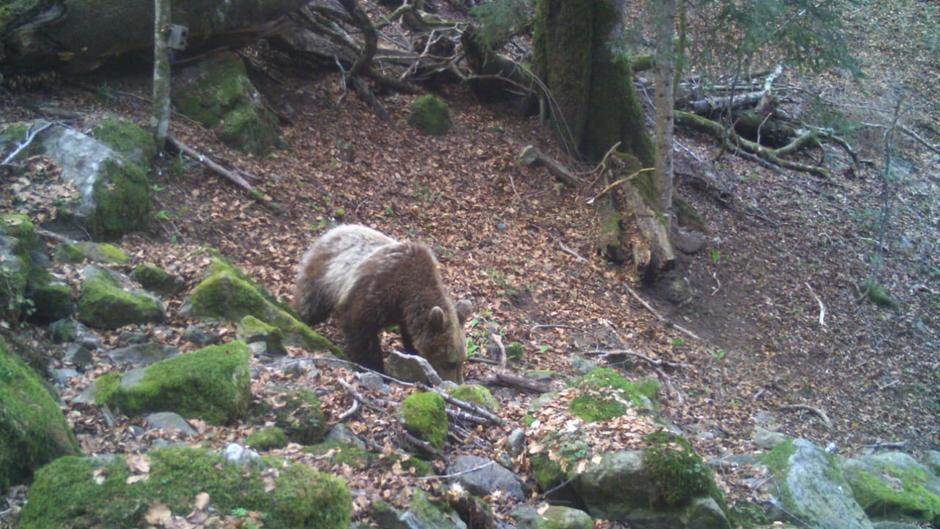  Povrijedjeni medvjed na putu izmedju Šavnika i Nikšića 