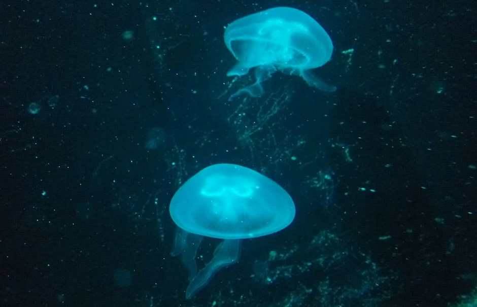  Opasna - Kompas meduza u Boki Kotorskoj 