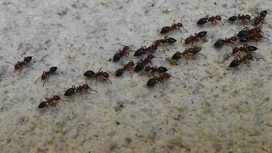  kako se otarasiti mrava u kuci 