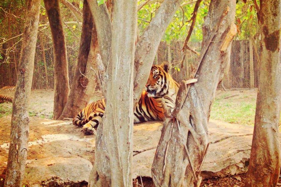  Indija-rituali-ubili-11-tigrova 