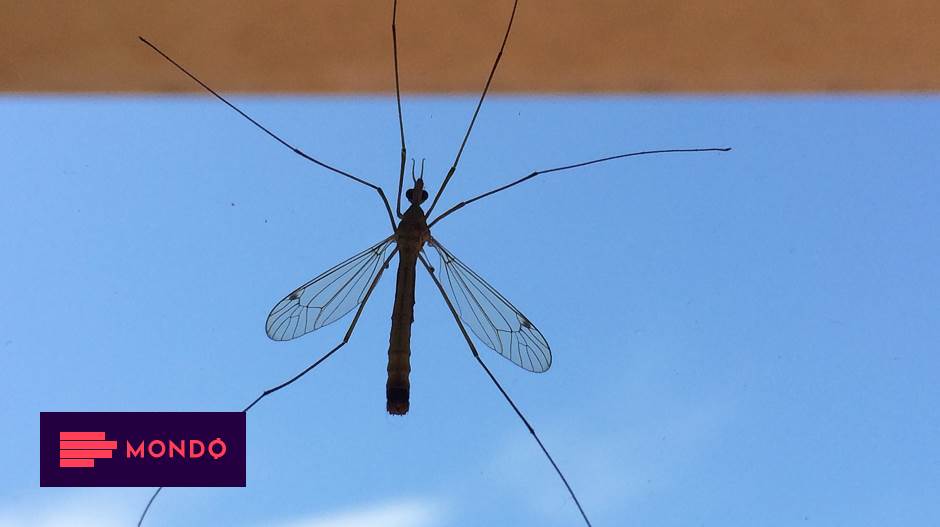 Kako se zađtititi od komaraca Magazin Lifestyle