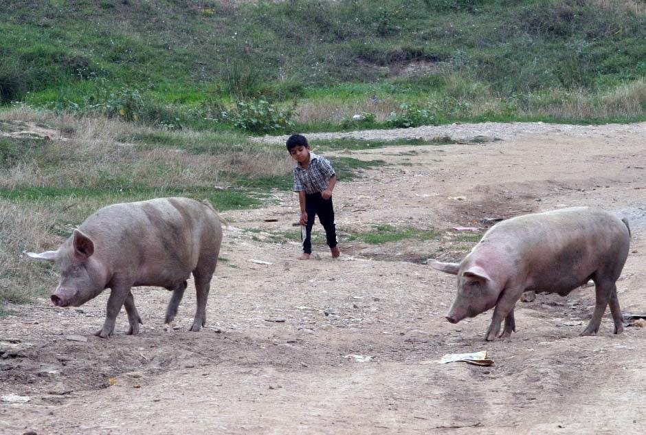  Kina-i-Vijetnam-zarazene-svinje 