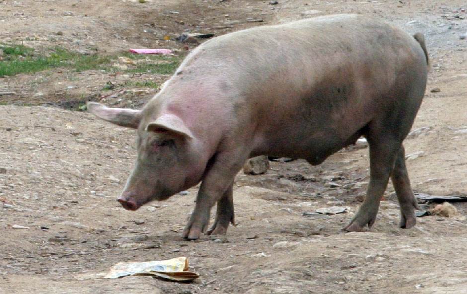  zabranjen uvoz svinja iz sjeverne makedonije rusije ukrajine 