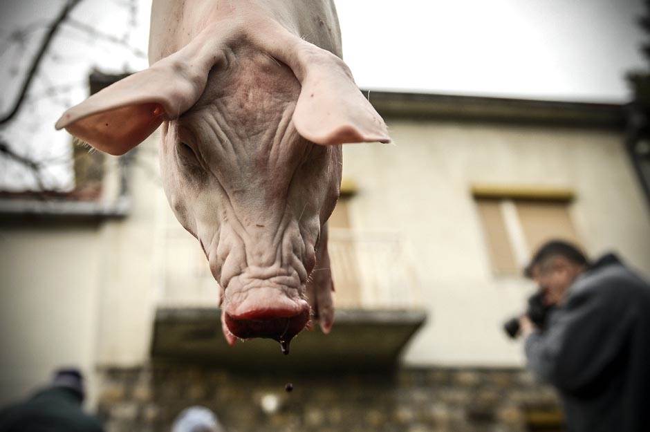  Zabranjen uvoz svinja iz Srbije 