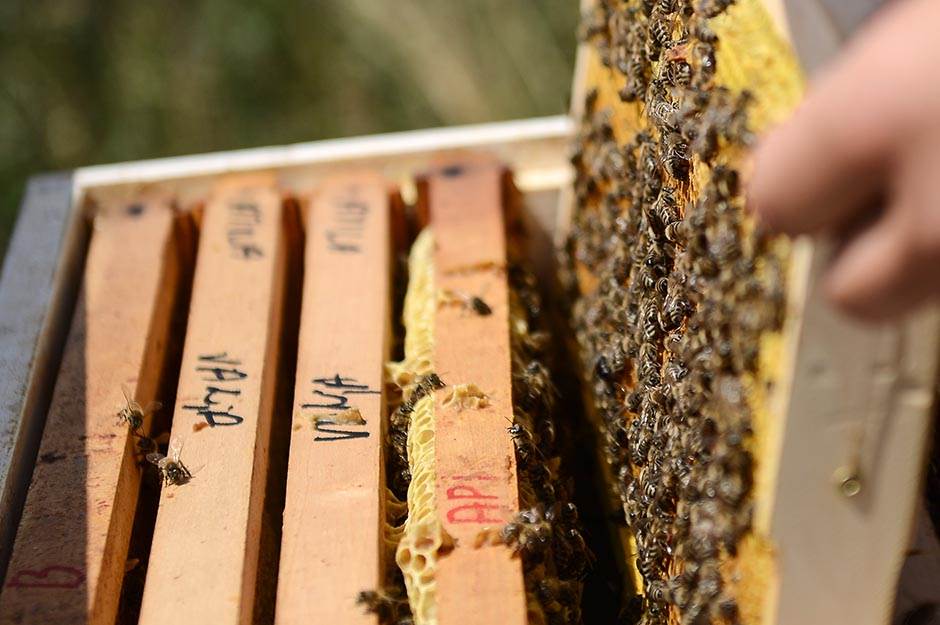  U Kući meda počela sa radom Škola pčelarstva 