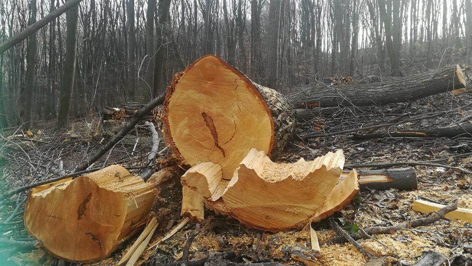  Crna Gora izvezla drva za ogrijev u vrijednosti od 32 miliona 