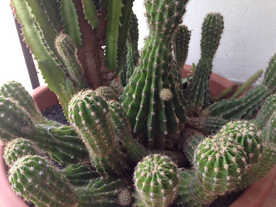  Kaktus-kako-presaditi-kaktus 