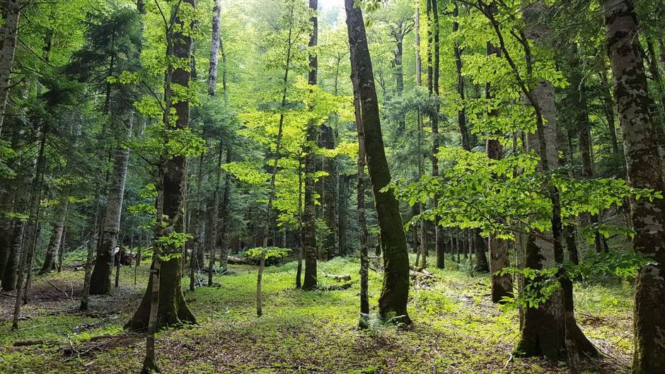  Crnogorske prašume Crne Pode i Biogradska gora prirodne ljepote Crne Gore VIDEO 