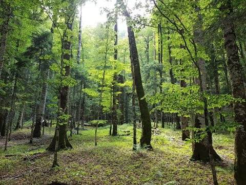  MORT: Šta je sve urađeno za 29 godina od proglašenja Crne Gore za ekološku državu 