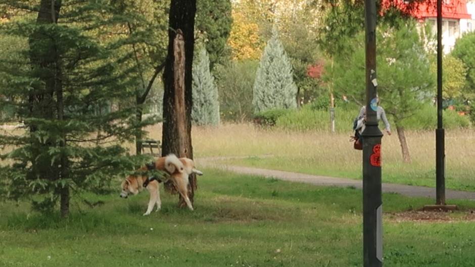  Čišćenje izmeta za psom kazna za ne kupljenje izmeta sa javne površine u Podgorici 