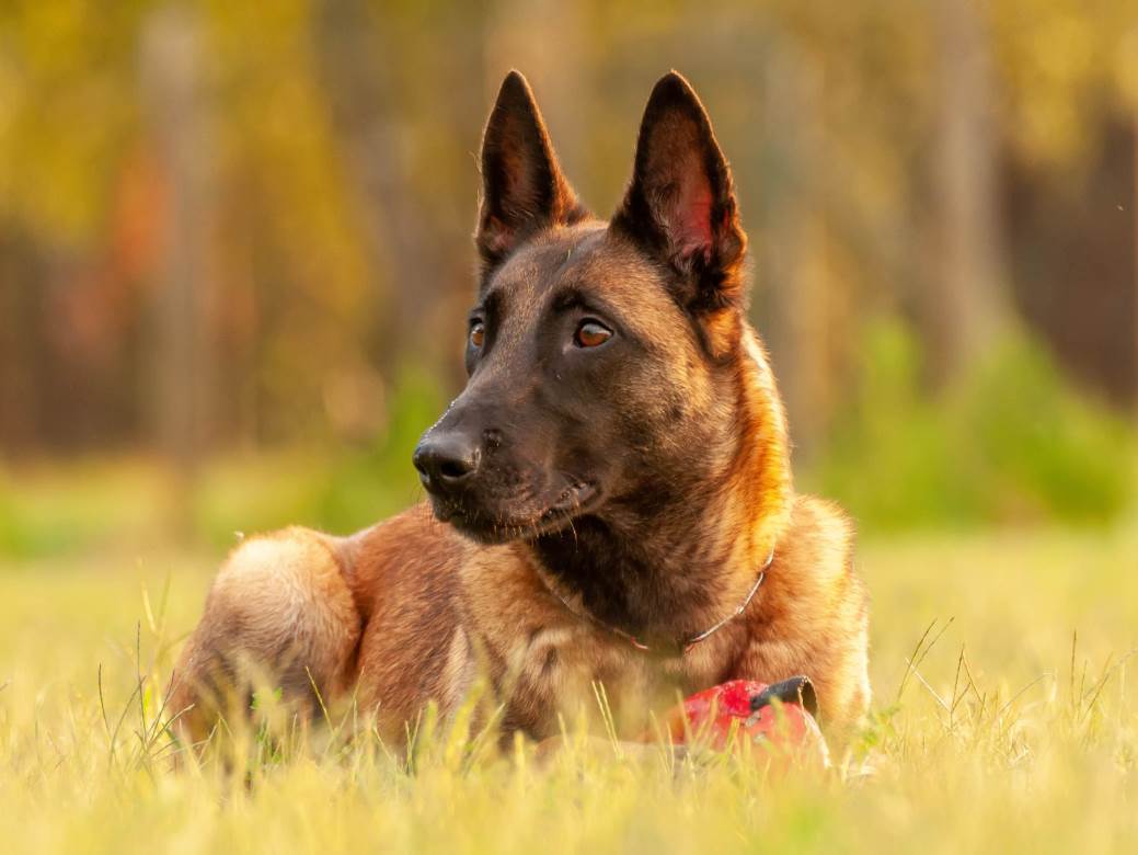  UŽAS kod Beča: Belgijski vojni psi na smrt IZUJEDALI vodiča pasa 