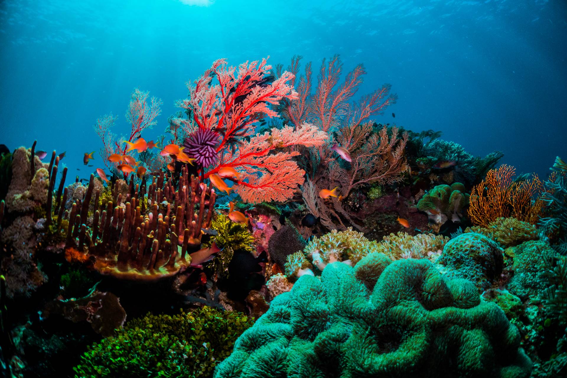  SPAS ZA MORSKI ŽIVOT: Presađivanjem korala prave veštačke koralne grebene 