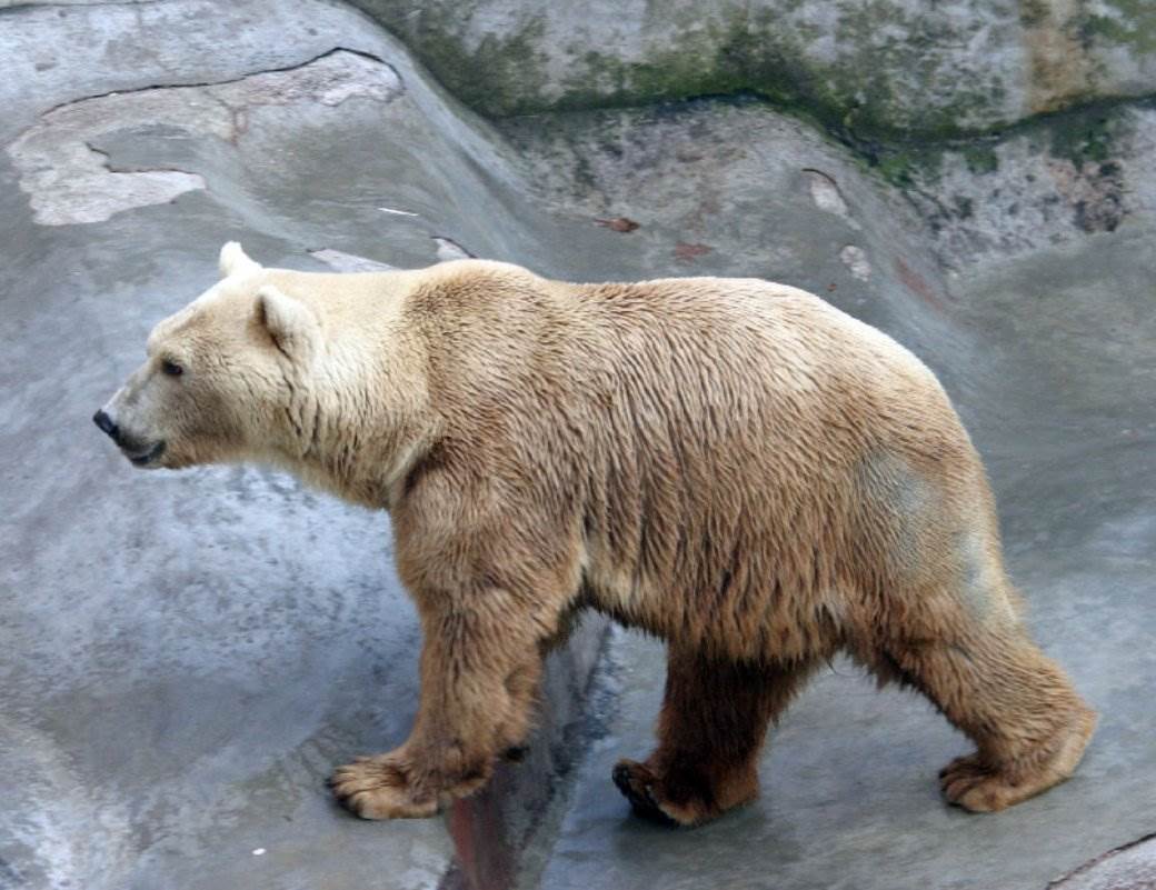  Rusija-Polarni-medvedi-opsedaju-selo 