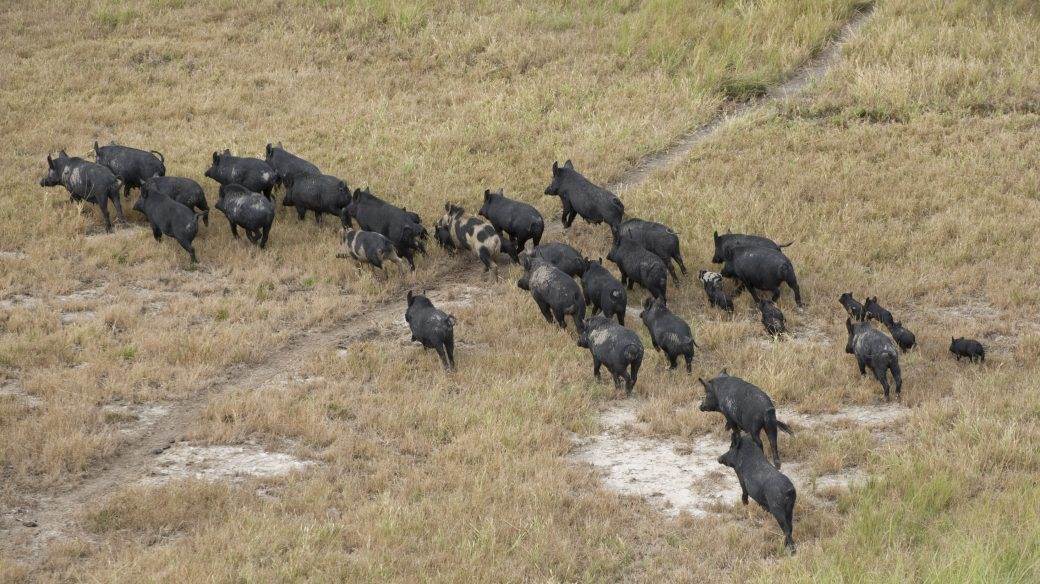  Poljski ministar predložio ubijanje divljih svinja koje su zaražene svinjskom groznicom 