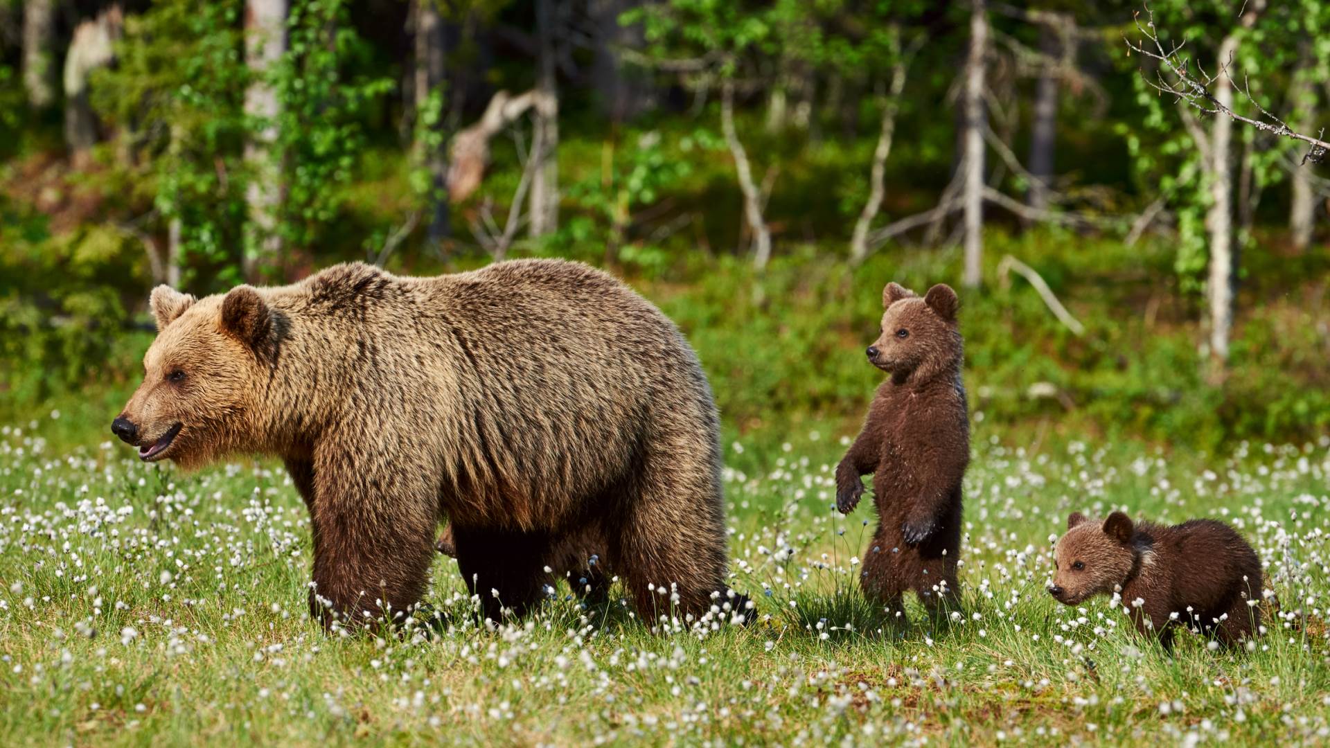  Da li neko truje medvede u BiH? (FOTO) 