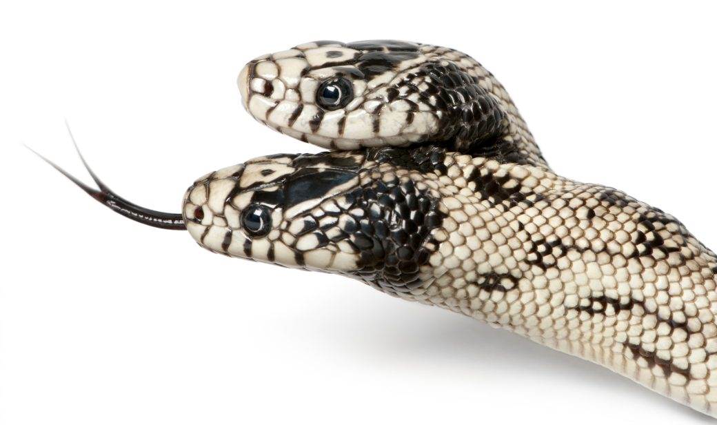  OVO se rijetko viđa: Dvoglava zmija sa POSVAĐANIM glavama (VIDEO) 