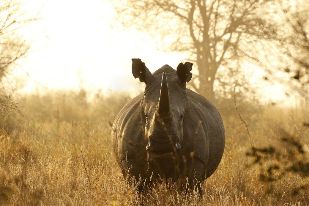  PRIJETI IM ISTREBLJENJE: "Cvjeta" lov na nosoroge 