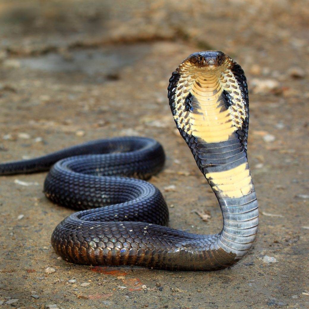  Kobra-zmija-ujela-muskarca-koji-je-hteo-da-je-poljubi 