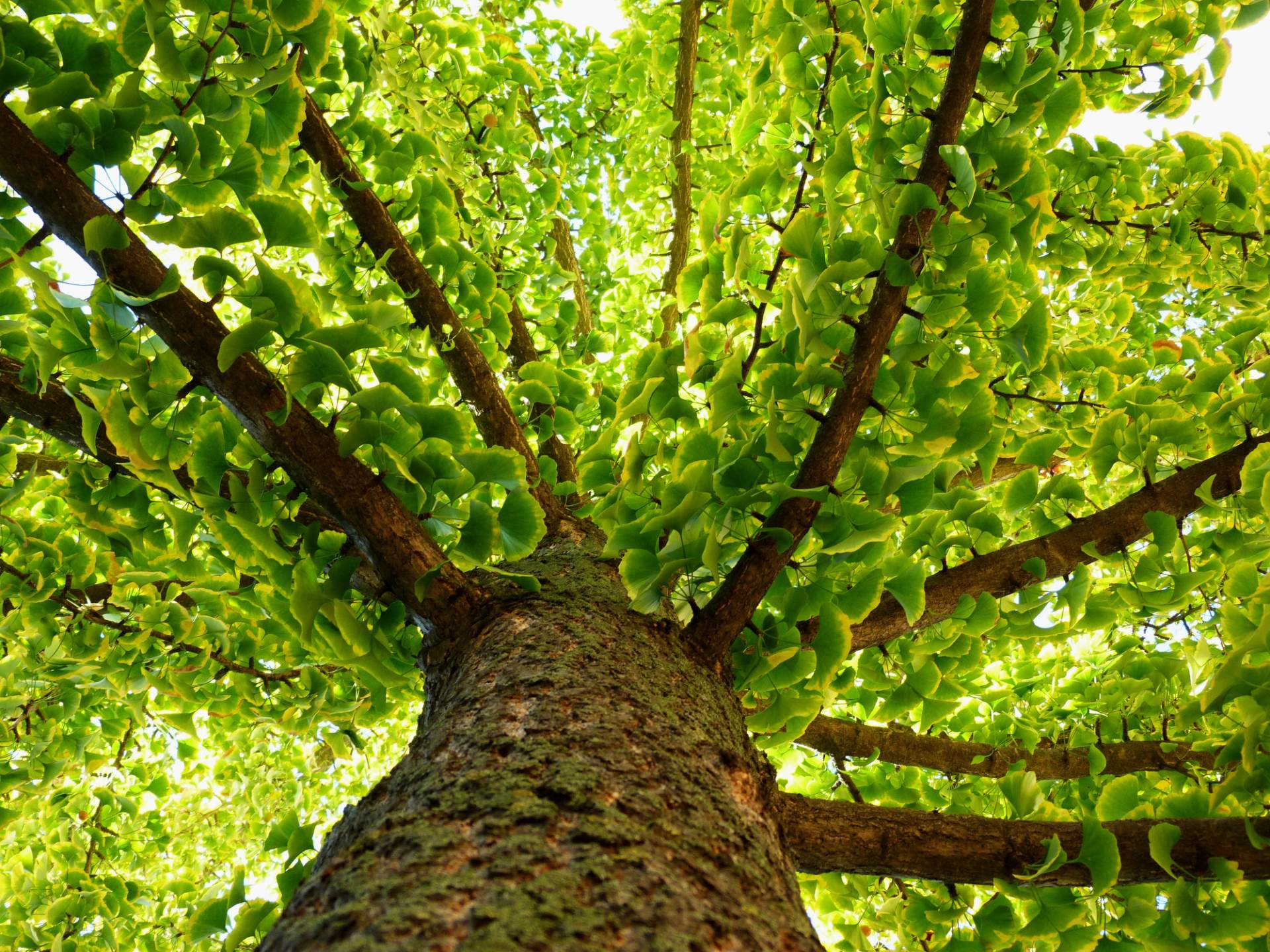  Ovo drvo je BESMRTNO: Naučnici otkrili tajnu Ginko drveta 